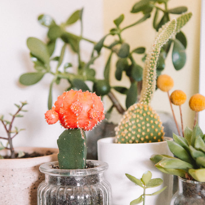 Blog de Cactus y suculentas